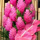 2 Roots - Hawaiian Pink Ginger Alpinia Purpurata - starter Roots  #DCHG10
