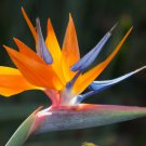 1 Starter Plant - Hawaiian Bird of Paradise Strelitzia  - in  2.5" Pot - size 4 - 6" Tall   #DCHG10