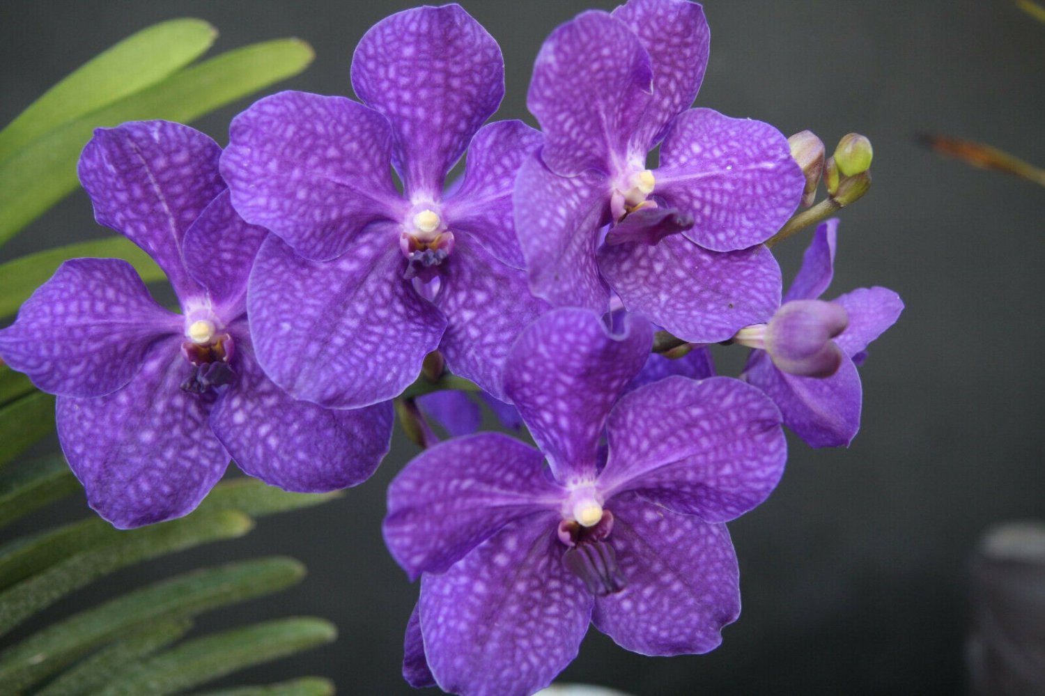 1 Starter Plant - Strap Leaf Vanda Orchid Hawaiian  -  size 4 - 6 In. Tall -  2.5 In. pot  #DCHG10