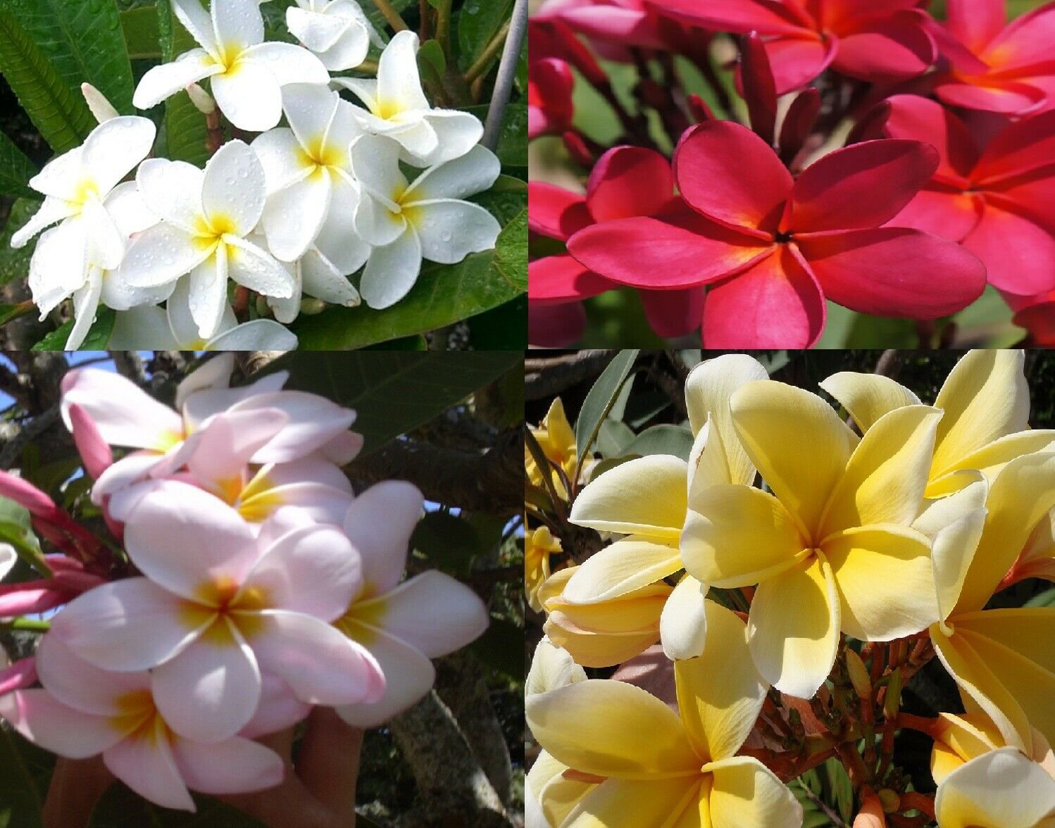 4 Mixed Plant Cuttings Hawaiian Plumeria Frangipani Easy to Grow 