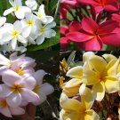 4 Mixed Plant Cuttings - Hawaiian Plumeria Frangipani - Easy to Grow   #DCHG10
