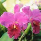 1 Starter Plant - Hawaiian Cattleya Orchid - in 2" pot #DCHG10