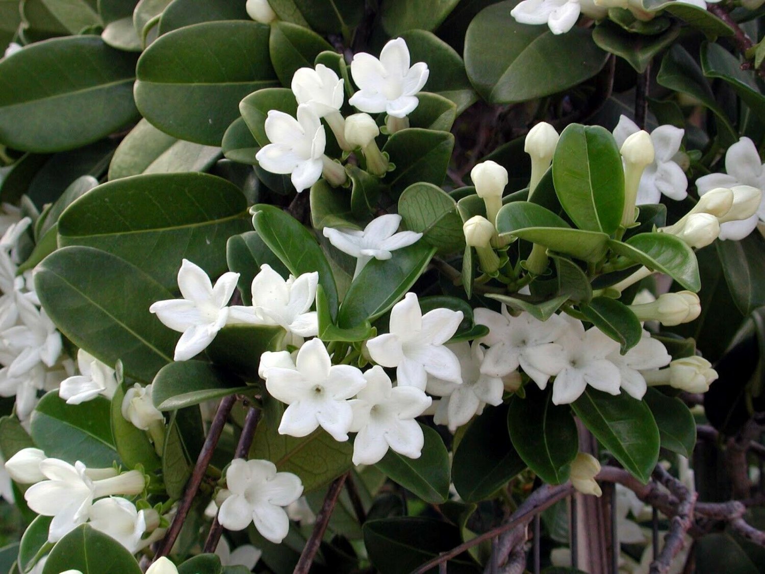 1 Starter Plant -  Floribunda Madagascar Jasmine - size 4 - 6 In  Tall     #DCHG10