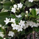 1 Starter Plant -  Floribunda Madagascar Jasmine - size 4 - 6 In  Tall     #DCHG10