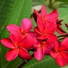 1 Cutting - Hawaiian Red Plumeria Plant - 9- 12 In. long UnRooted  #IEB59