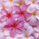 1 Cutting - Hawaiian Pink Plumeria plant -  9 - 12 In    #IEB59