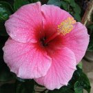 1 Cutting Hawaiian Pink Hibiscus Plant - 2 - 4 In  #DCHG10