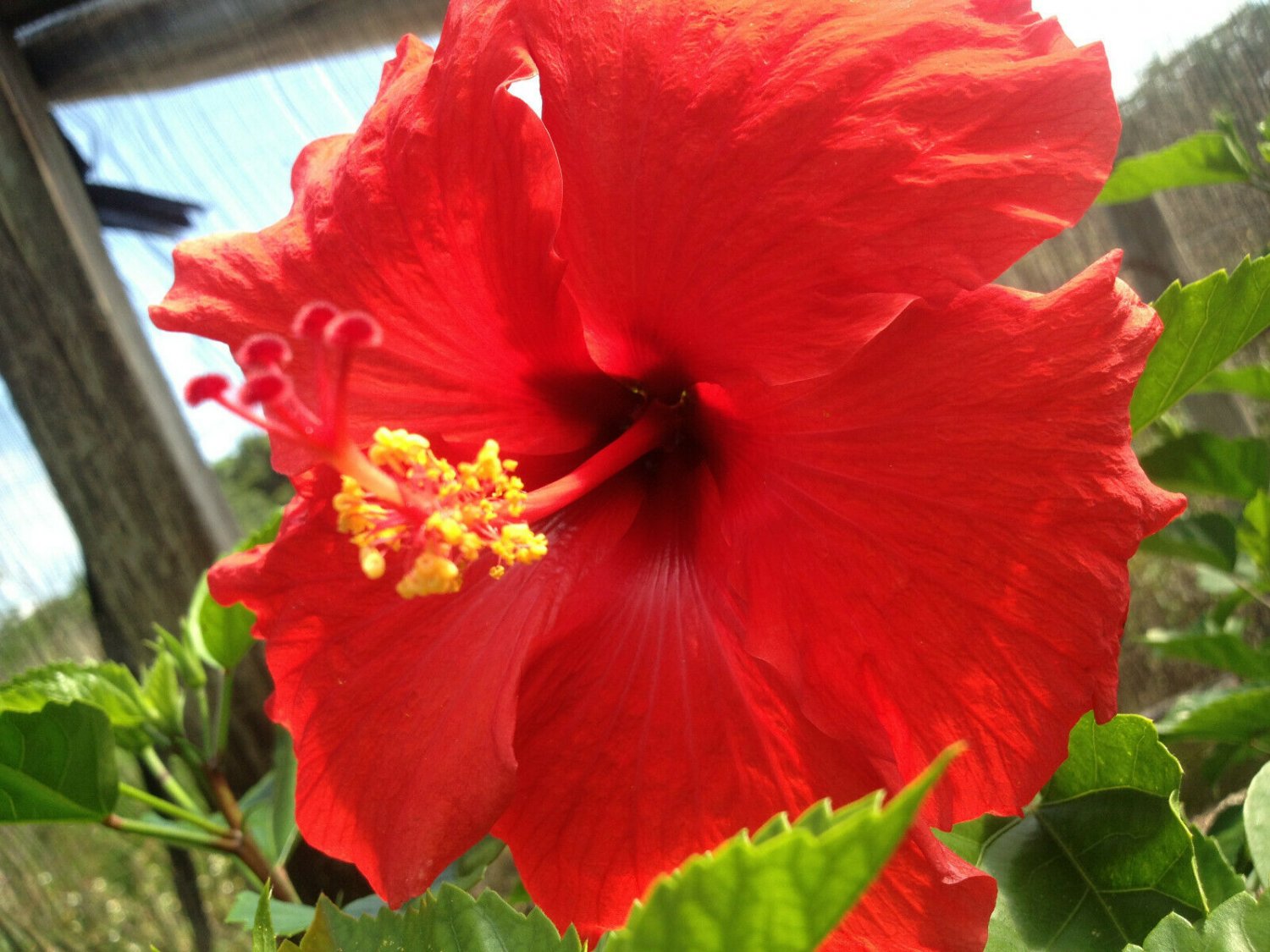 1 Cutting - Red Hibiscus Hawaiian - size 2-4 inches - long Unrooted  #DCHG10
