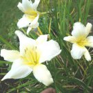 1 Live Plant - Daylily White Yellow - Rare perennial Plant -  3-6" Tall #GRCS11