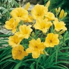 1 Yellow Stella de Oro - Live Plant Perennial - 3-6" Tall #GRCS11