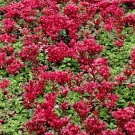 5 Live Plant - sedum mix stonecrop   #GRCS11