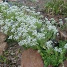 3 live Plant - Sedum White stonecrop cover - Starter Plant  #GRCS11