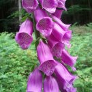 1 Live Plant - purple Foxglove Digitalis Purpurea - size 3-6" TALL  #GRCS11