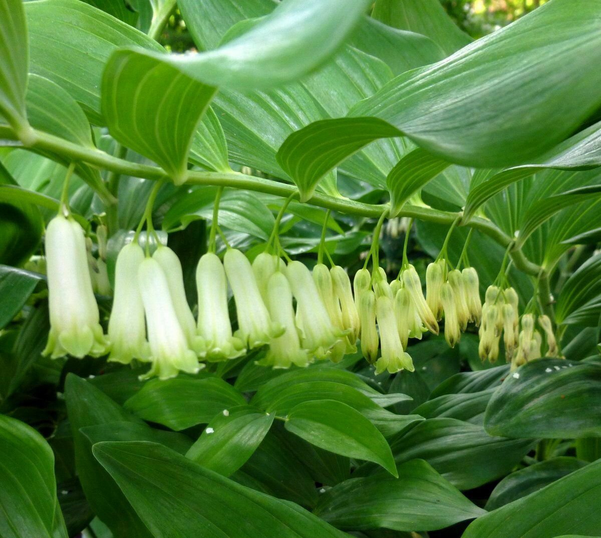 1 Live roots - solomons seal white Flowers #GRCS11