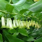 1 Live roots - solomons seal white Flowers #GRCS11