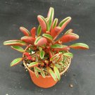 1 Succulent Plant - Peperomia graveolens  Ruby Glow Rooted - Shipped in 3" Pot #CBFM12