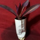 1 Live Plant - Purple Heart  - in 4" plant bag #AKSS14