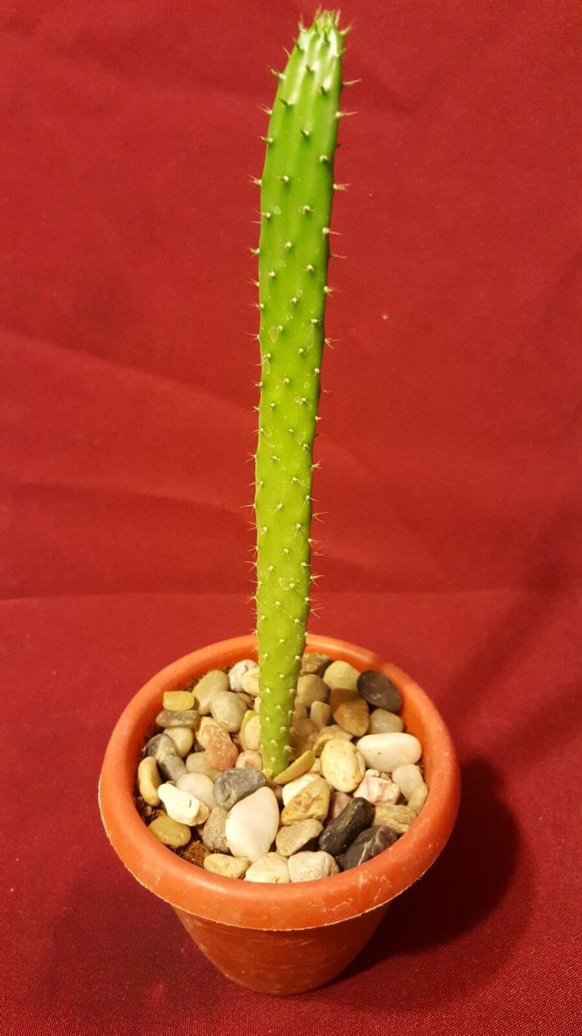 1 rooted Cactus live fruit plant #AKSS14