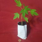 1 Life papaya rooted in soil plant 5" to 7" inch #AKSS14