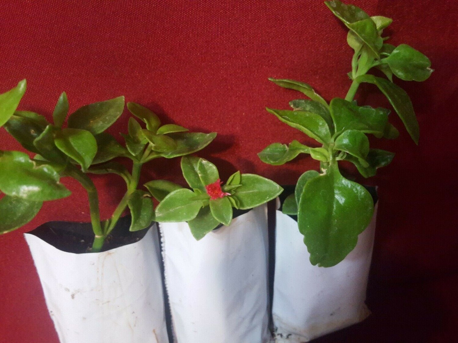 3 Live Baby Sun Rose  Red Apple  Plants Rooted In Soil #AKSS14