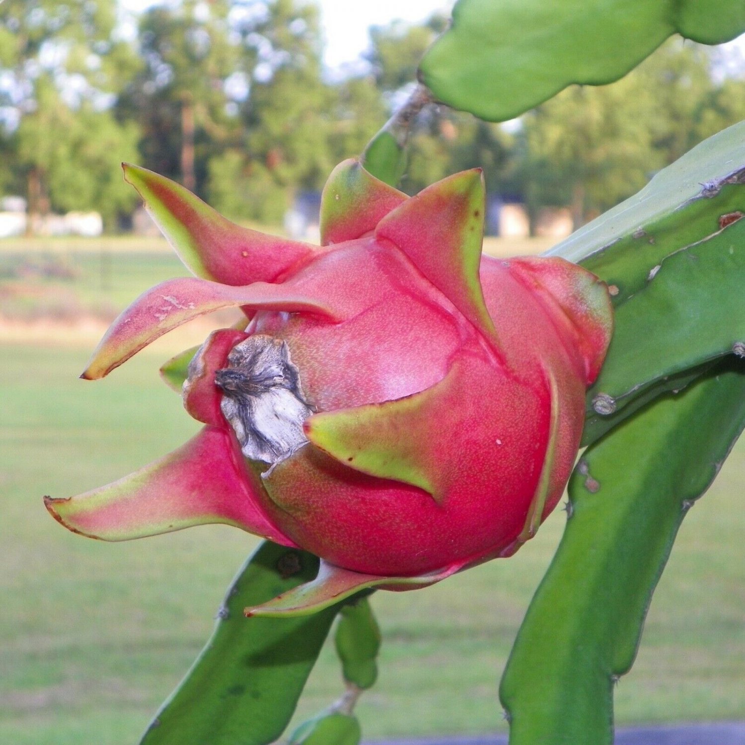 4 Rooted Plants - American Beauty Dragon Fruit Hylocereus Guatemalensis ...