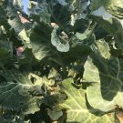 3 Cuttings - Green Tree Collard - size  4 to 5 inches #HLHV15