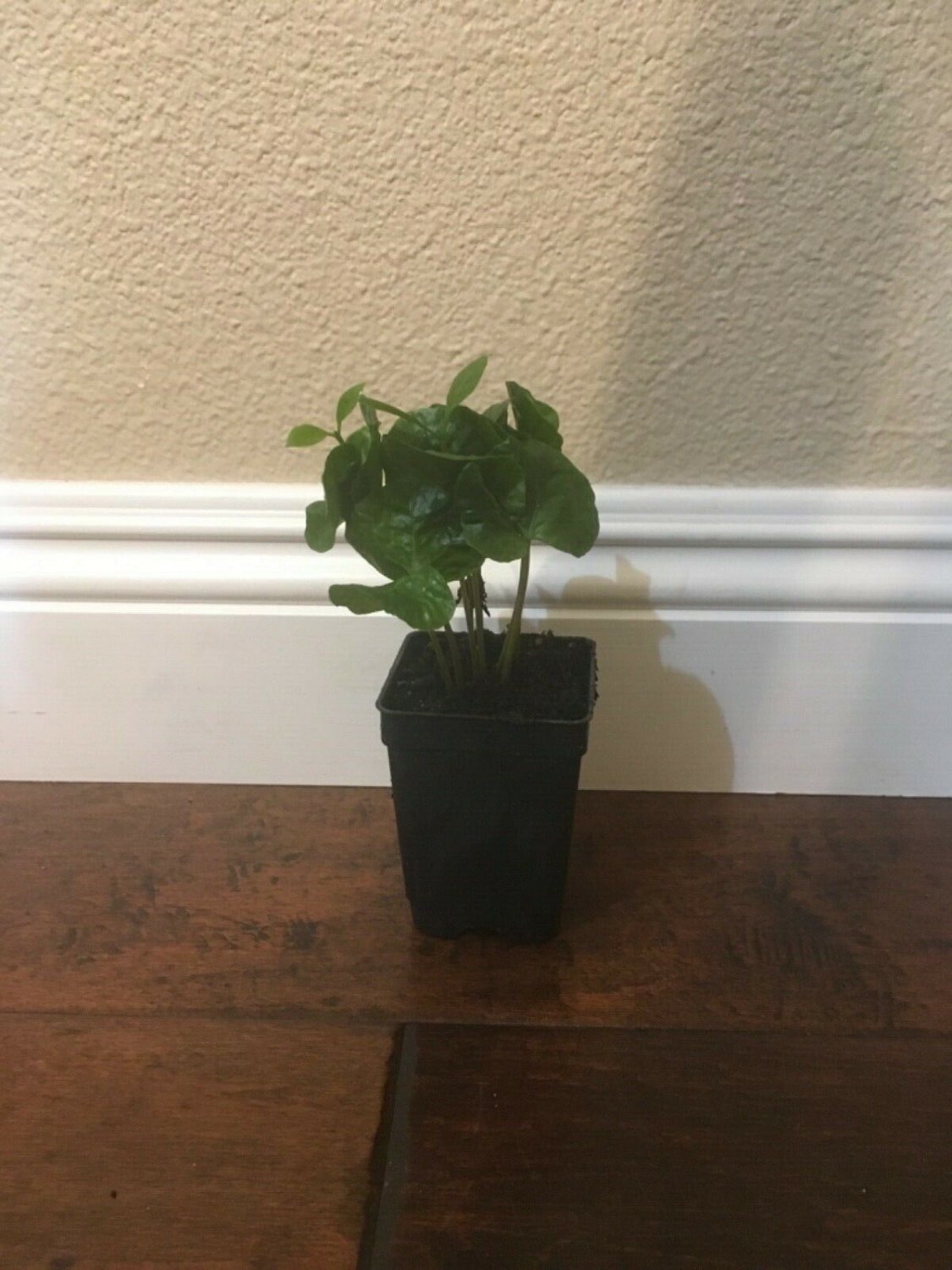 4 Rooted -  Coffee Cofea arabica - Live Plants - size 2- 4 inches   #HLHV15