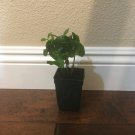 4 Rooted -  Coffee Cofea arabica - Live Plants - size 2- 4 inches   #HLHV15