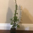 4 rooted - Mini Jade Elephant Bush-  Live Plants  #HLHV15