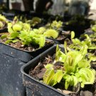 4 Rooted Plants - Venus Flytrap - Easy to grow   #HLHV15