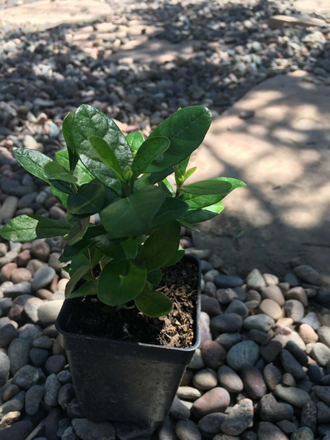4 rooted starter plants - Pineapple Guava Acca sellowiana   - 2 inches   #HLHV15