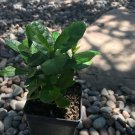 4 rooted starter plants - Pineapple Guava Acca sellowiana   - 2 inches   #HLHV15