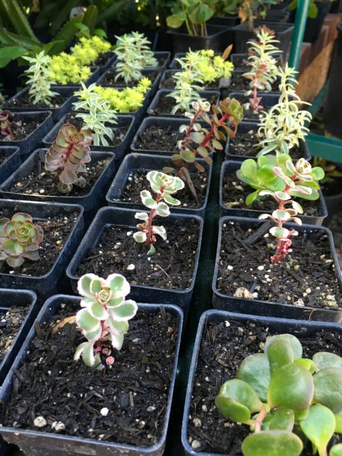 4 rooted - Mixed  Sedum Succulent - Live Plants  #HLHV15
