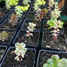 4 rooted - Mixed  Sedum Succulent - Live Plants  #HLHV15