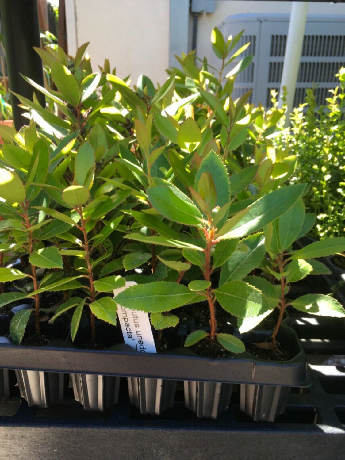 1 rooted plant -Dwarf Strawberry Tree   #HLHV15