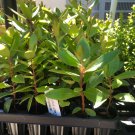 1 rooted plant -Dwarf Strawberry Tree   #HLHV15