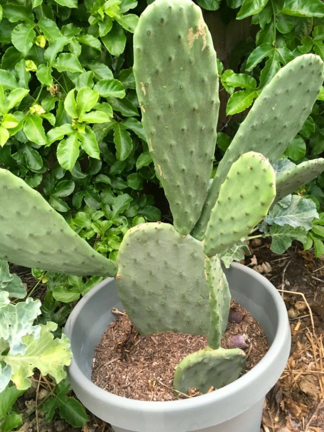 1 non-rooted cutting - Spineless Edible Nopales Prickly Pear Cactus Pads - Opuntia Cacanapa #HLHV15