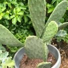 1 non-rooted cutting - Spineless Edible Nopales Prickly Pear Cactus Pads - Opuntia Cacanapa #HLHV15