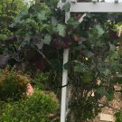 2  Cuttings - Fresh Perennial Purple Tree Collard    #HLHV15