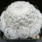 1 Live Plants - Mammillaria plumosa Clumping -  in a 4" pot #KYPS16