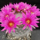 1Live plants - Mammillaria guelzowiana - size  4"  Bare roots  #KYPS16