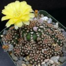 1 Bare roots  - Lobivia tiegliana v. distefanoiana Clumping    #KYPS16