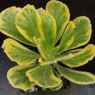 1 Live Plant - Euphorbia poissonii  variegata  Variegated  #KYPS16