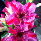 1 Live Plant - Adenium Taveesap Purple Grafted Hybrid   #KYPS16