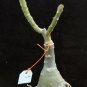 1 Live Plant - Adenium Taveesap Purple Grafted Hybrid   #KYPS16