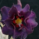 1 Bare roots -  Adenium Black Lamp  Grafted Hybrid  - Live Plant #KYPS16