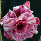 1 Live Plant - Adenium  Purple Rain  Grafted hybrid  - size 4"  #KYPS16