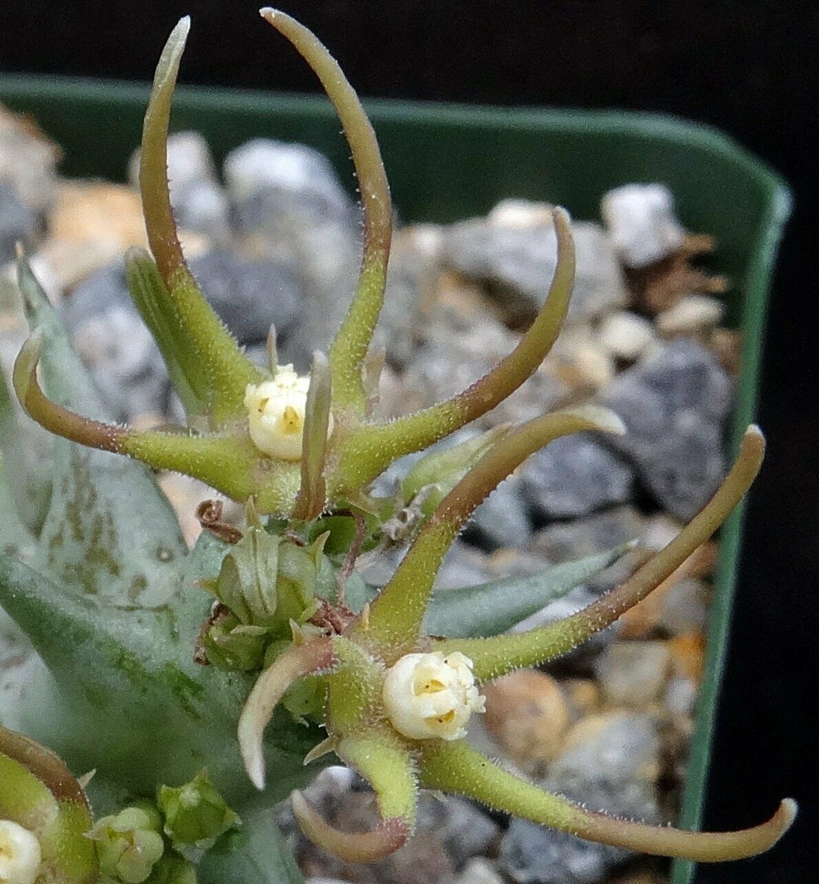 1 Live Plant - Orbea nardii - Size 4"  #KYPS16