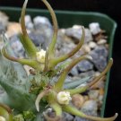 1 Live Plant - Orbea nardii - Size 4"  #KYPS16