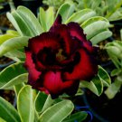 1 Bare root -  Adenium  Noppakaow Variegated - size 4"   #KYPS16